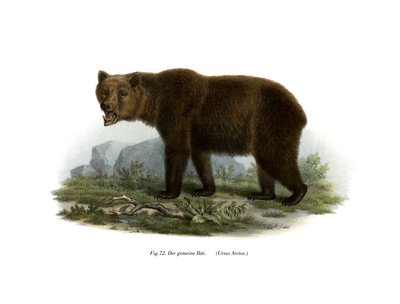 Gemeiner Bär, 1860 von German School
